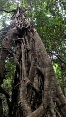 Ficus obliqua