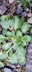 Arabidopsis thaliana