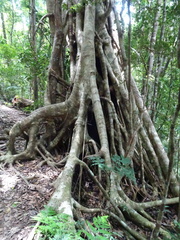 Ficus obliqua