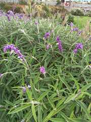 Salvia leucantha