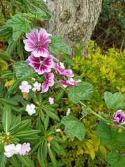 Malva arborea