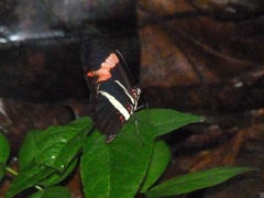Heliconius erato phyllis