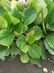 Bergenia