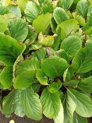 Bergenia