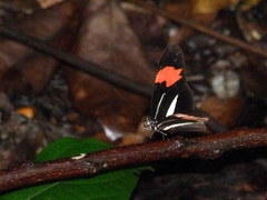 Heliconius erato phyllis