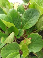 Bergenia