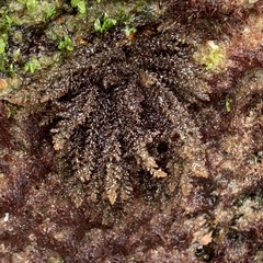 Rhodomelaceae