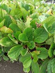 Bergenia