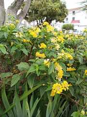 Lantana camara