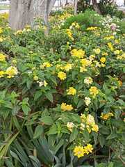Lantana camara