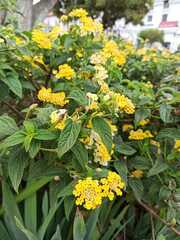 Lantana camara