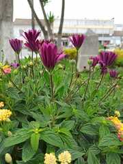 Dimorphotheca ecklonis