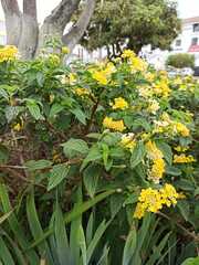 Lantana camara