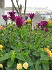 Dimorphotheca ecklonis