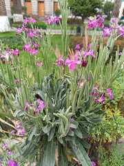 Matthiola incana