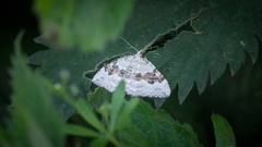 Xanthorhoe montanata