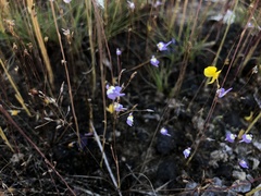 Utricularia geoffrayi