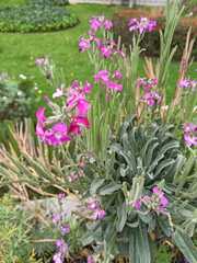 Matthiola incana