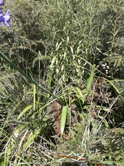 Agapanthus campanulatus