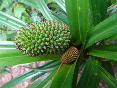 Freycinetia