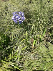 Agapanthus campanulatus