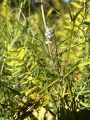 Vicia acutifolia