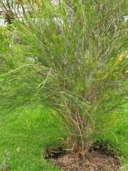 Melaleuca citrina
