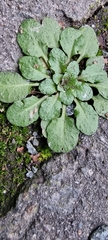 Arabidopsis thaliana