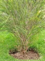 Melaleuca citrina