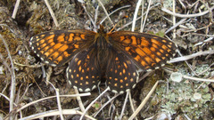Melitaea athalia