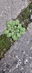 Arabidopsis thaliana