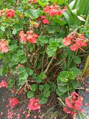 Pelargonium × hybridum