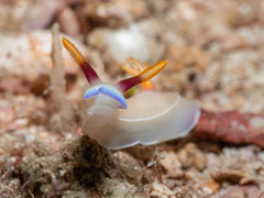 Hypselodoris bullockii