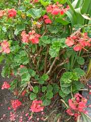 Pelargonium × hybridum