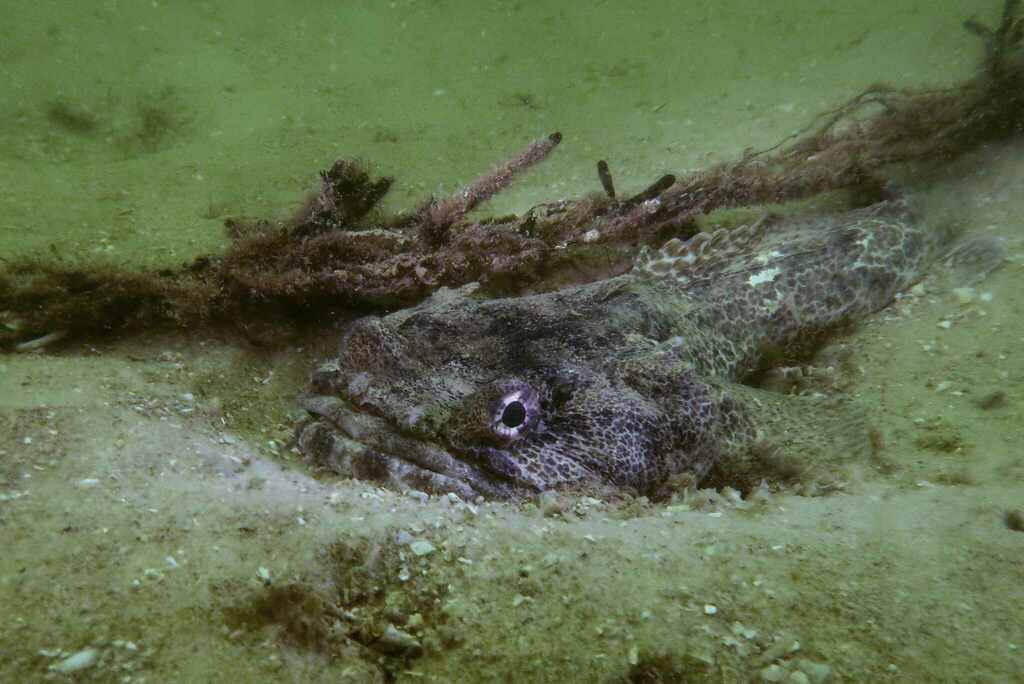 Lusitanian toadfish (Halobatrachus didactylus) — Batrachoididae