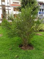 Melaleuca citrina