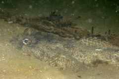 Halobatrachus didactylus