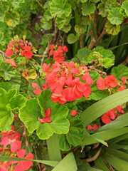 Pelargonium × hybridum