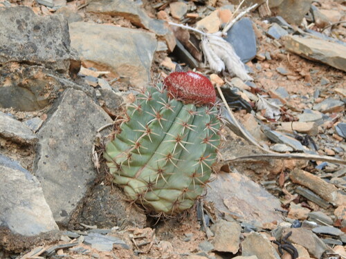 Melocactus levitestatus