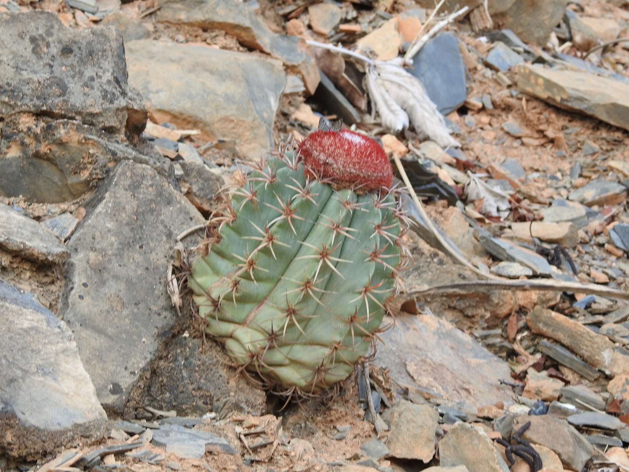 Melocactus levitestatus  iNaturalist