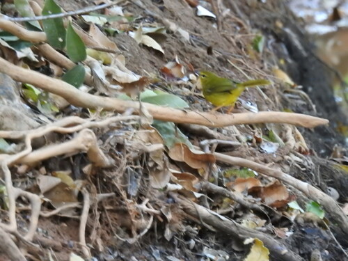 Flavescent Warbler