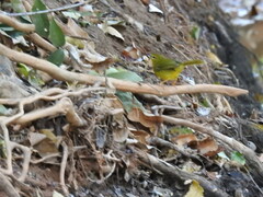 Myiothlypis flaveola