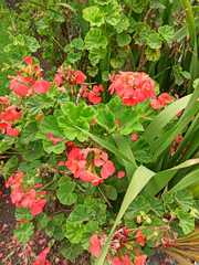 Pelargonium × hybridum