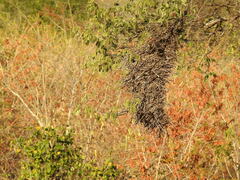 Phacellodomus rufifrons