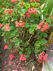 Pelargonium × hybridum