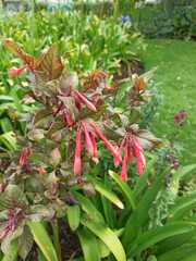 Fuchsia boliviana