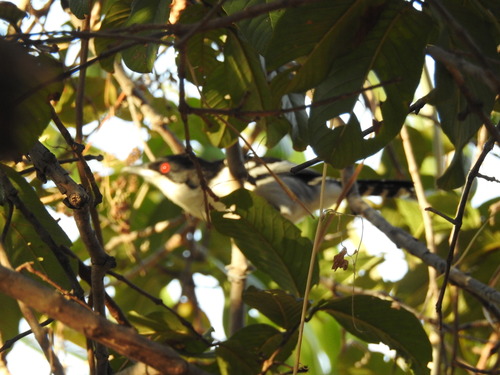 Great Antshrike