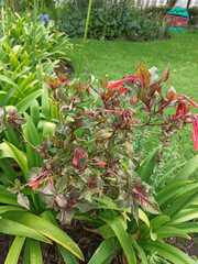 Fuchsia boliviana