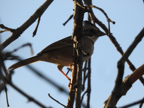 Rufous-collared Sparrow