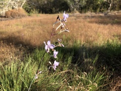 Murdannia gigantea
